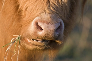Images Dated 30th April 2007: Highland Cattle - chewing on grass - Norfolk grazing marsh - UK