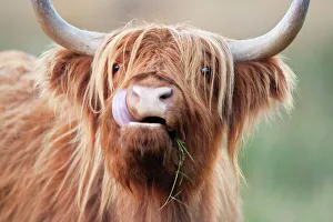 Agricultural Collection: Highland Cattle - chewing on grass - Norfolk grazing marsh - UK