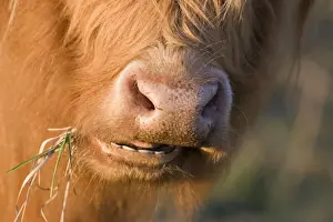 Highland Cattle - chewing on grass - Norfolk grazing marsh - UK