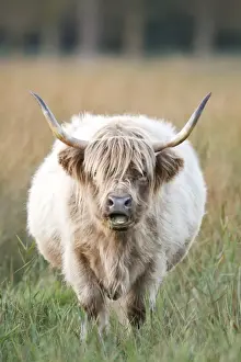 Highland Cattle - chewing on grass - Norfolk grazing marsh - UK