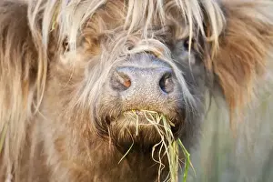 Highland Cattle - chewing on grass - Norfolk grazing marsh - UK