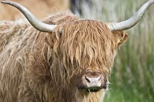 Images Dated 11th June 2009: Highland Cattle - close up of head - North Uist - Outer Hebrides