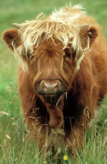 Scotland Collection: Highland Cattle Cow, calf