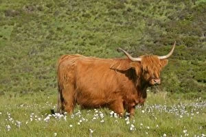 Highland cattle - cow grazing on moorland
