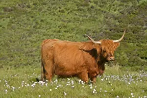 Fold Prints: Highland cattle cow grazing on moorland Isle of Skye, Highlands, Scotland, UK