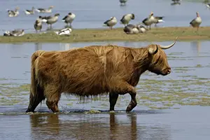 Netherlands Prints: Highland Cattle-cow walking through lake, Isle of Texel, Holland