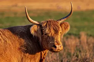 Highland Prints: Highland Cattle in the Flathead Valley, Montana, USA Date: 13-09-2021