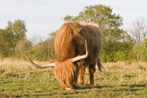 Images Dated 29th April 2007: Highland Cattle - grazing on grass - Norfolk grazing marsh - UK