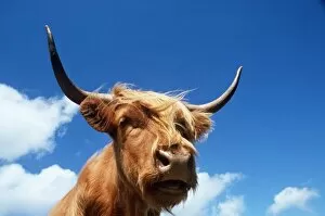 Images Dated 1st October 2008: HIGHLAND CATTLE - head, sky and clouds