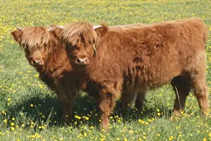 Highland Cattle JD 15791 © John Daniels / ARDEA LONDON