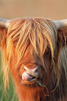 East Anglia Collection: Highland Cattle - licking lips - Norfolk grazing marsh - UK