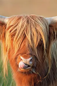 Cattle Prints: Highland Cattle - licking lips - Norfolk grazing marsh - UK