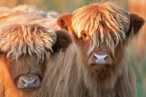 Cattle Prints: Highland Cattle - Norfolk grazing marsh - UK