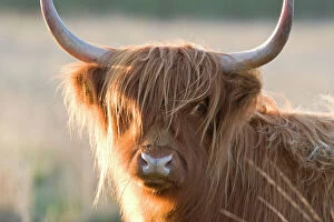 East Anglia Collection: Highland Cattle - Norfolk grazing marsh - UK