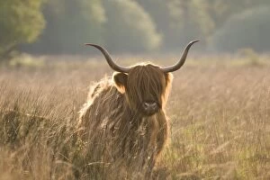 Images Dated 7th May 2007: Highland Cattle - Norfolk grazing marsh - UK
