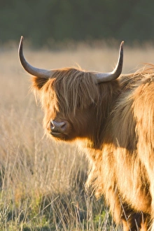 Images Dated 30th April 2007: Highland Cattle - Norfolk grazing marsh - UK