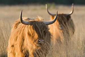 Images Dated 30th April 2007: Highland Cattle - Norfolk grazing marsh - UK