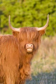 Images Dated 30th April 2007: Highland Cattle - Norfolk grazing marsh - UK