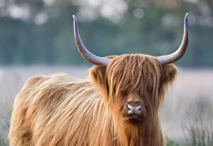 Images Dated 1st May 2007: Highland Cattle - Norfolk grazing marsh - UK