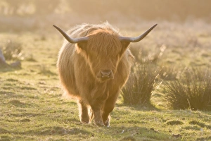Images Dated 1st May 2007: Highland Cattle - Norfolk grazing marsh - UK