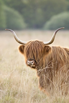 Images Dated 7th May 2007: Highland Cattle - Norfolk grazing marsh - UK