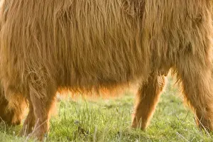 Highland Cattle - Norfolk grazing marsh - UK