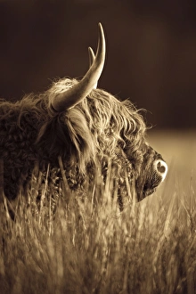 Images Dated 8th October 2007: Highland Cattle - Norfolk grazing marsh - UK