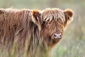 Images Dated 1st November 2007: Highland Cattle - Norfolk grazing marsh - UK