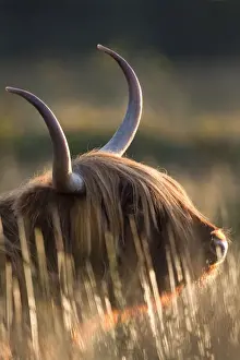 Highland Cattle - Norfolk grazing marsh - UK