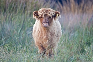 Images Dated 21st October 2007: Highland Cattle - Norfolk grazing marsh - UK