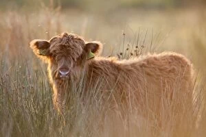 Images Dated 21st October 2007: Highland Cattle - Norfolk grazing marsh - UK
