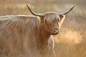 Images Dated 21st October 2007: Highland Cattle - Norfolk grazing marsh - UK