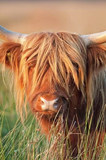 Farm Animals Collection: Highland Cattle - Norfolk grazing marsh - UK