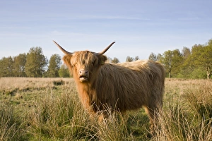 Images Dated 29th April 2007: Highland Cattle - Norfolk grazing marsh - UK