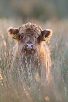 Images Dated 21st October 2007: Highland Cattle - Norfolk grazing marsh - UK