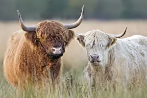 Highland Cattle - Norfolk grazing marsh - UK