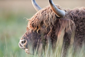 Images Dated 8th October 2007: Highland Cattle - Norfolk grazing marsh - UK