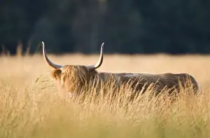 Highland Cattle - Norfolk grazing marsh - UK