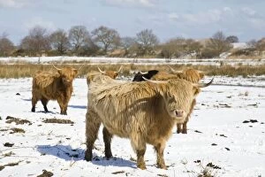 Images Dated 25th March 2008: Highland Cattle - in snow covered field Norfolk - UK