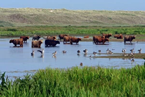 Images Dated 5th July 2006: Highland Cattle-standing in lake to cool down in summer, Isle of Texel, Holland