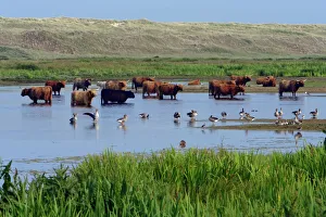 Netherlands Collection: Highland Cattle-standing in lake to cool down in summer, Isle of Texel, Holland