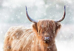 Digital Gallery: Highland Cattle - in winter snow