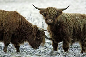 Farm Animals Collection: Highland Cattle - Two young bulls Lower Saxony, Germany