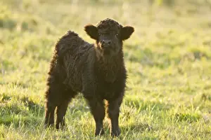 Highland Cattle - young - Norfolk grazing marsh - UK