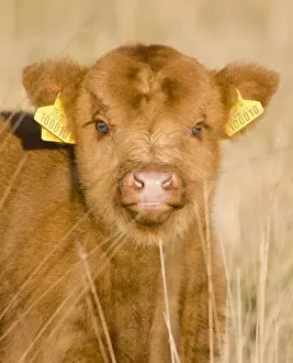 Highland Cattle - young with tags on ears - Norfolk grazing marsh - UK