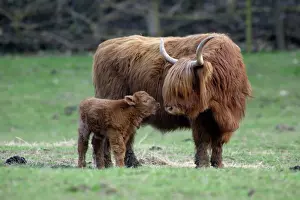 Highland Cow with Calf - Calf seeking contact mother-cow, on meadow. Lower Saxony, Germany