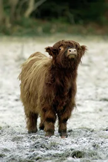 Frost Collection: Highland Cow - Calf being inquisitive Lower Saxony, Germany