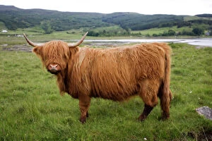 Scotland Collection: Highland cow on Isle of Mull, Scotland, UK
