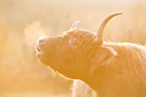 Highland Cow - misted breath at sunset