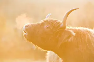 Farm Animal Prints: Highland Cow - misted breath at sunset - Norfolk England